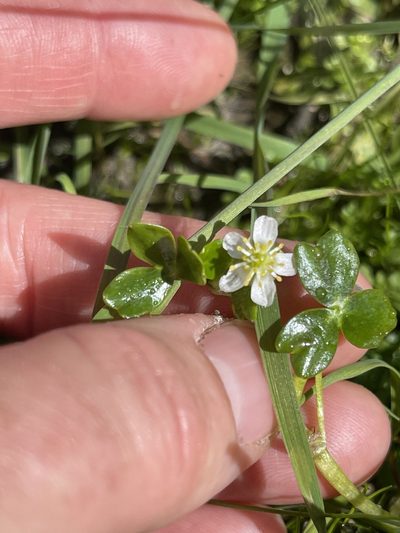 Ranunculus lobbii, photographed by Julie Wittmann