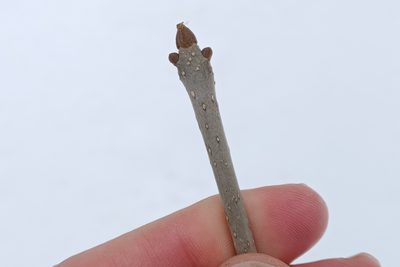 Fraxinus nigra, photographed by Quinten Wiegersma