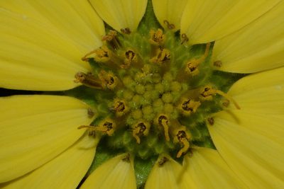 Silphium mohrii, photographed by Brian Finzel