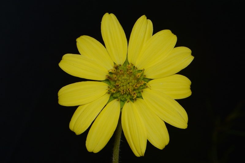 Silphium mohrii, photographed by Brian Finzel