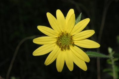 Silphium mohrii, photographed by Brian Finzel