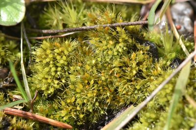 Pleuridium acuminatum, photographed by Braden J. Judson