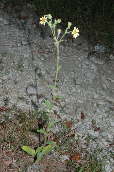 Silphium mohrii, photographed by Brian Finzel