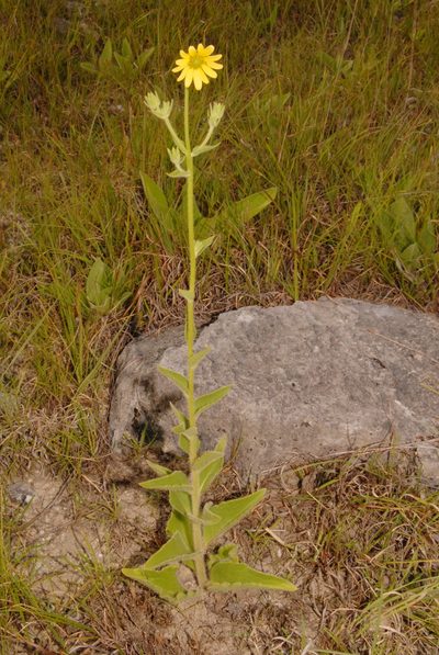 Silphium mohrii, photographed by Brian Finzel