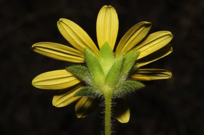 Silphium mohrii, photographed by Brian Finzel