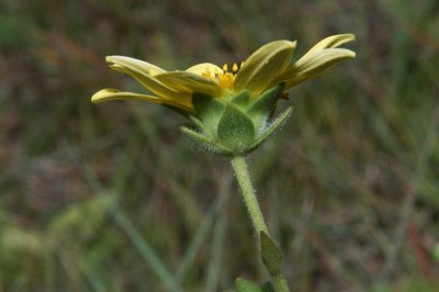 Silphium mohrii, photographed by Brian Finzel