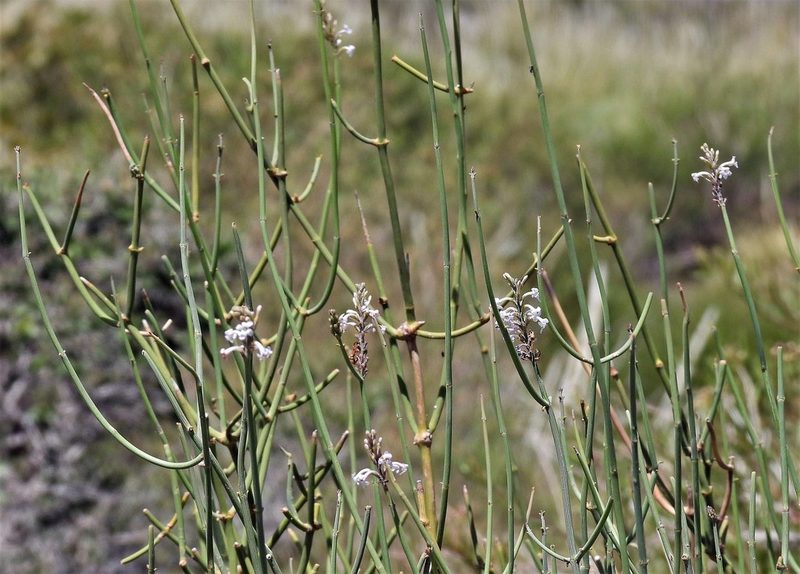 Neosparton aphyllum, photographed by Hugo Hulsberg