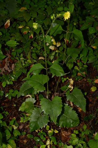 Silphium wasiotense, photographed by Brian Finzel