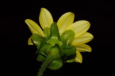 Silphium wasiotense, photographed by Brian Finzel