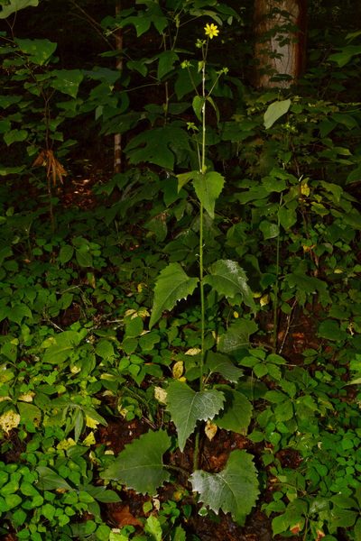 Silphium wasiotense, photographed by Brian Finzel