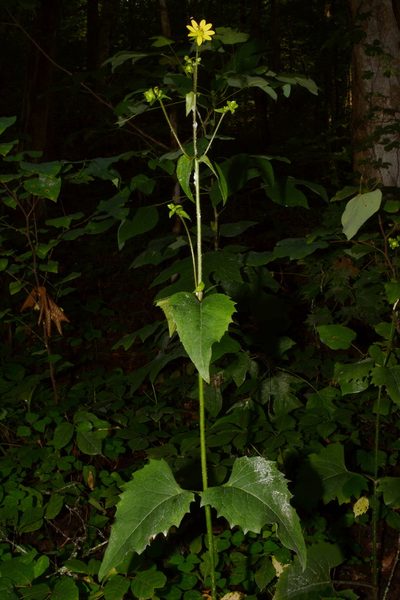 Silphium wasiotense, photographed by Brian Finzel