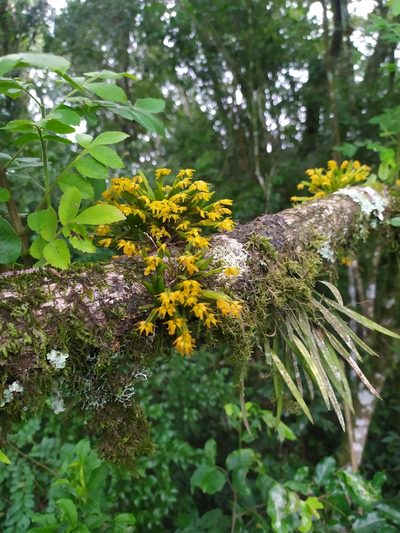 Acianthera sonderiana, photographed by Johann Macedo