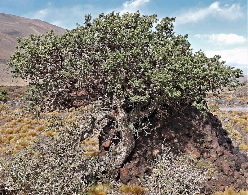 Schinus odonellii, photographed by Hugo Hulsberg