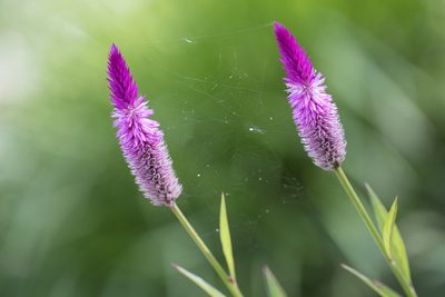 Celosia argentea, photographed by Frank Thomas Sautter