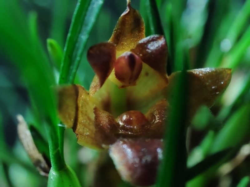 Maxillaria paranaensis, photographed by Johann Macedo