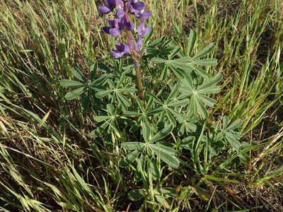 Lupinus succulentus, photographed by joergmlpts