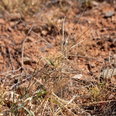 Enteropogon acicularis, photographed by Kym Nicolson