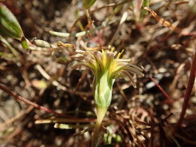 Microseris douglasii, photographed by joergmlpts