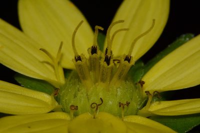 Silphium wasiotense, photographed by Brian Finzel