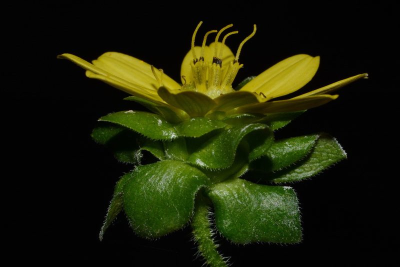 Silphium wasiotense, photographed by Brian Finzel
