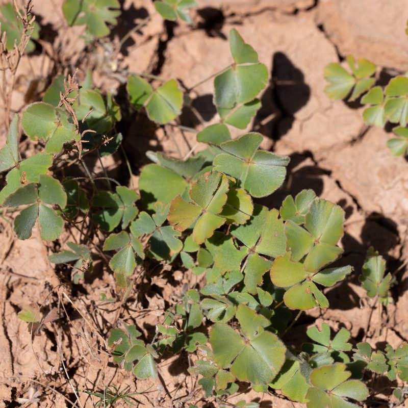 Marsilea drummondii, photographed by Kym Nicolson