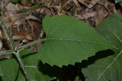 Silphium wasiotense, photographed by Brian Finzel