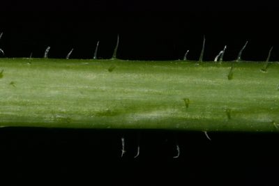 Silphium wasiotense, photographed by Brian Finzel
