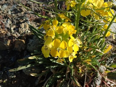 Erysimum franciscanum, photographed by joergmlpts