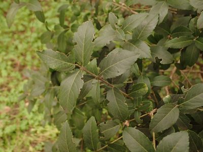 Phillyrea latifolia, photographed by Daniel Cahen