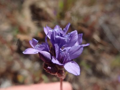 Gilia achilleifolia, photographed by joergmlpts