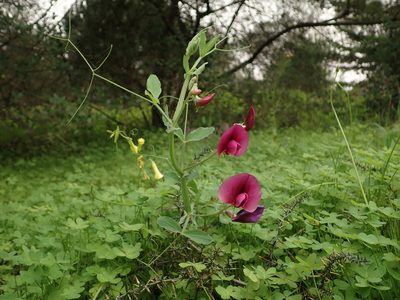 Lathyrus tingitanus, photographed by Daniel Cahen