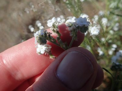 Cryptantha flaccida, photographed by joergmlpts
