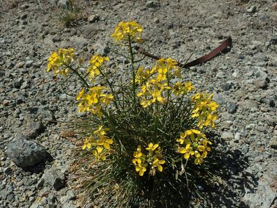 Erysimum franciscanum