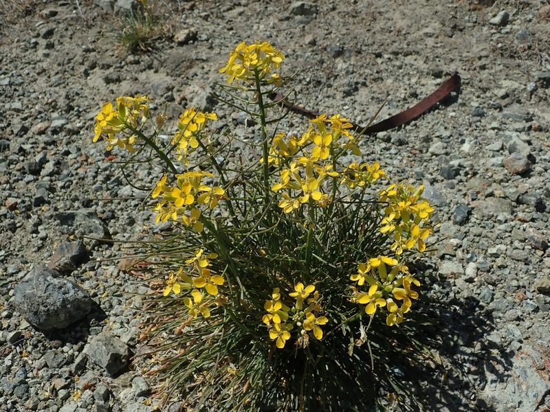 Erysimum franciscanum, photographed by joergmlpts