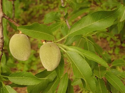 Prunus amygdalus, photographed by Daniel Cahen