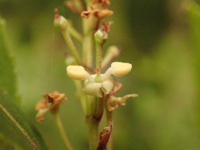 Phillyrea latifolia, photographed by Daniel Cahen