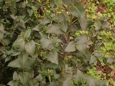 Phillyrea latifolia, photographed by Daniel Cahen