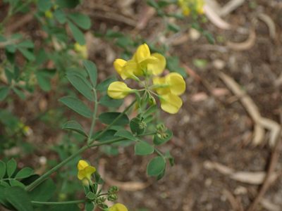 Coronilla valentina, photographed by Daniel Cahen