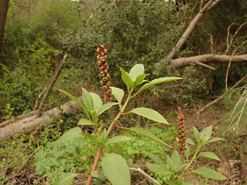 Phytolacca heterotepala, photographed by Daniel Cahen