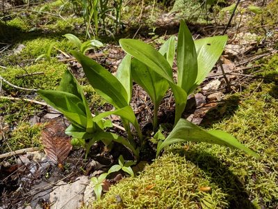 Platanthera grandiflora, photographed by Laura J. Costello