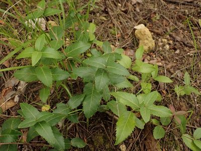 Phillyrea latifolia, photographed by Daniel Cahen