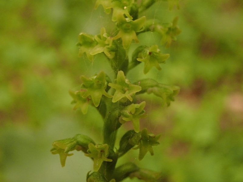 Gennaria diphylla, photographed by Daniel Cahen