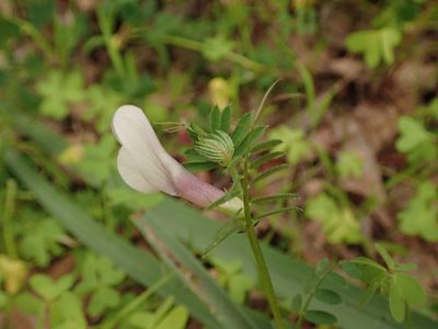 Vicia lutea, photographed by Daniel Cahen