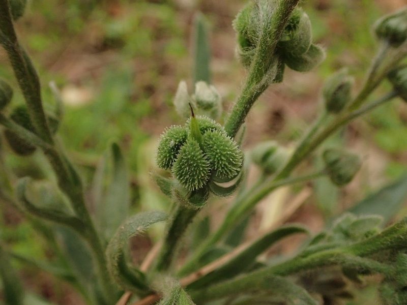 Cynoglossum clandestinum, photographed by Daniel Cahen