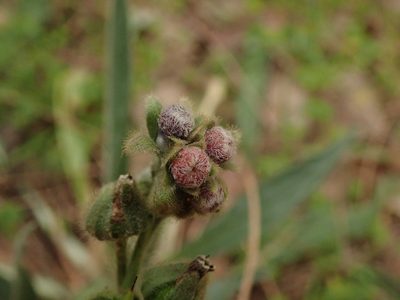 Cynoglossum clandestinum, photographed by Daniel Cahen