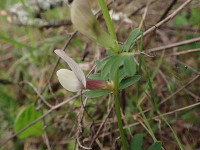 Vicia lutea, photographed by Daniel Cahen