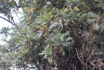 Bocconia frutescens, photographed by Zazil Dellamary