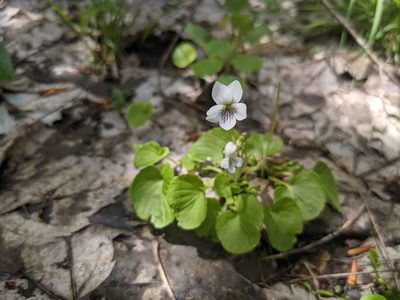 Viola macloskeyi, photographed by Laura J. Costello