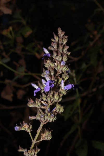 Salvia thyrsiflora, photographed by Zazil Dellamary
