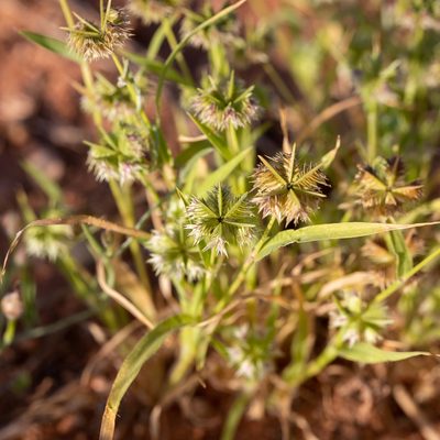 Dactyloctenium radulans, photographed by Kym Nicolson